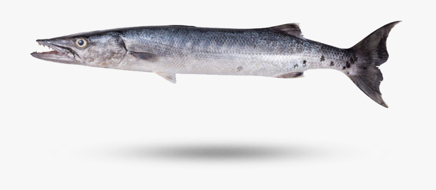 Barracuda - Barracuda Fish Transparent, HD Png Download, Free Download