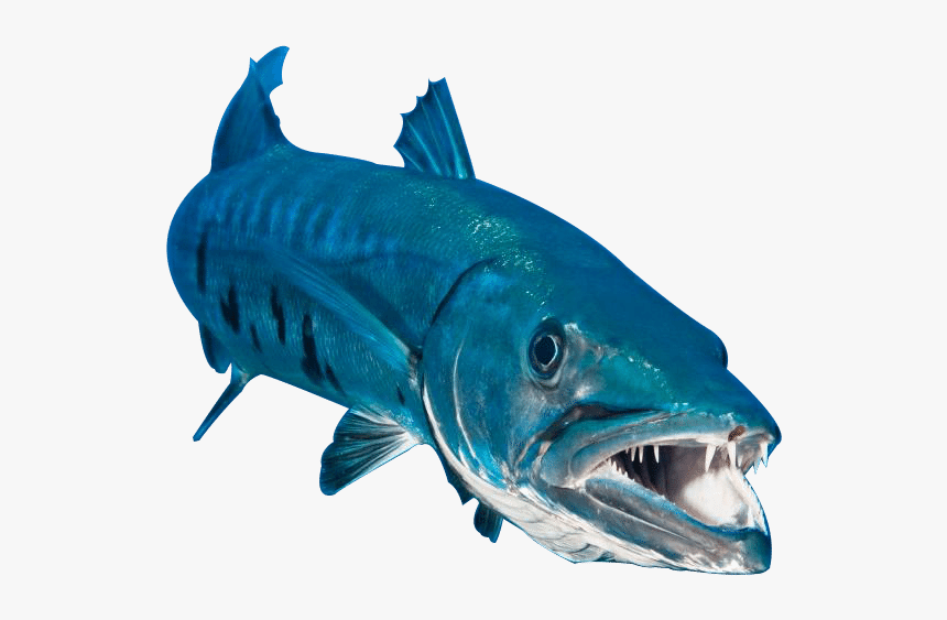 Barracuda Png, Transparent Png, Free Download