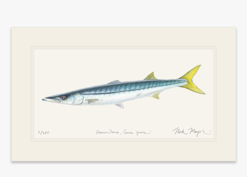 California Barracuda - California Barracuda Drawing, HD Png Download, Free Download