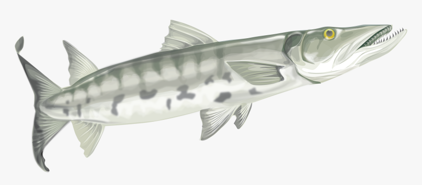 Transparent Barracuda Clipart - Yellow Belly Bullhead, HD Png Download, Free Download