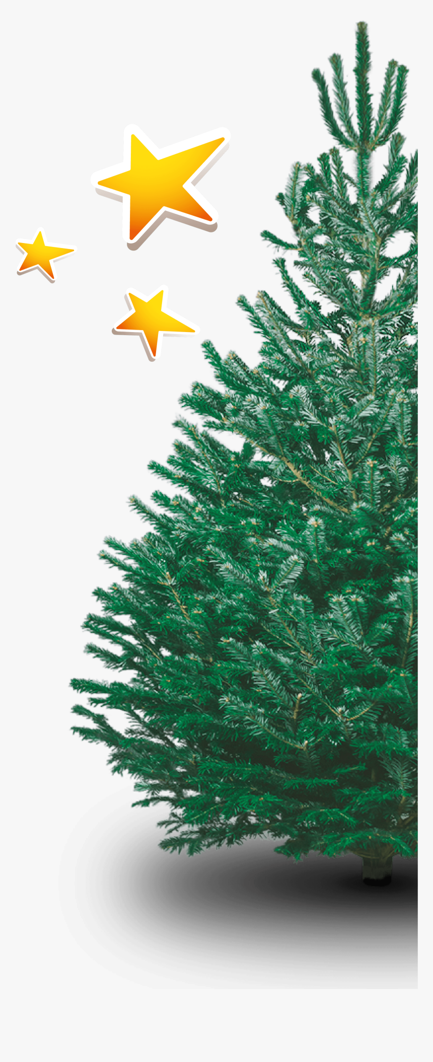 6ft Nordmann Fir Christmas Tree, HD Png Download, Free Download
