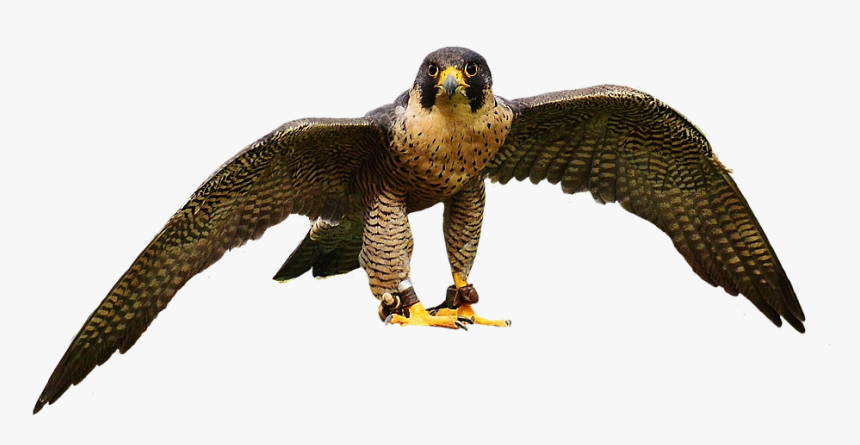 Falcon, Wing, Bird Of Prey, Animal, Falconry, Bill - Aves De Rapiña Png, Transparent Png, Free Download