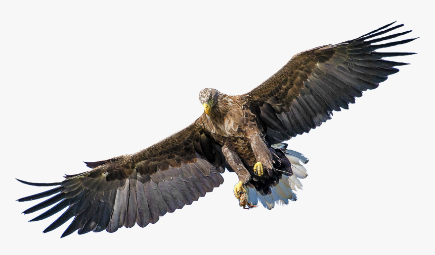 Bird Of Prey Transparent, HD Png Download, Free Download