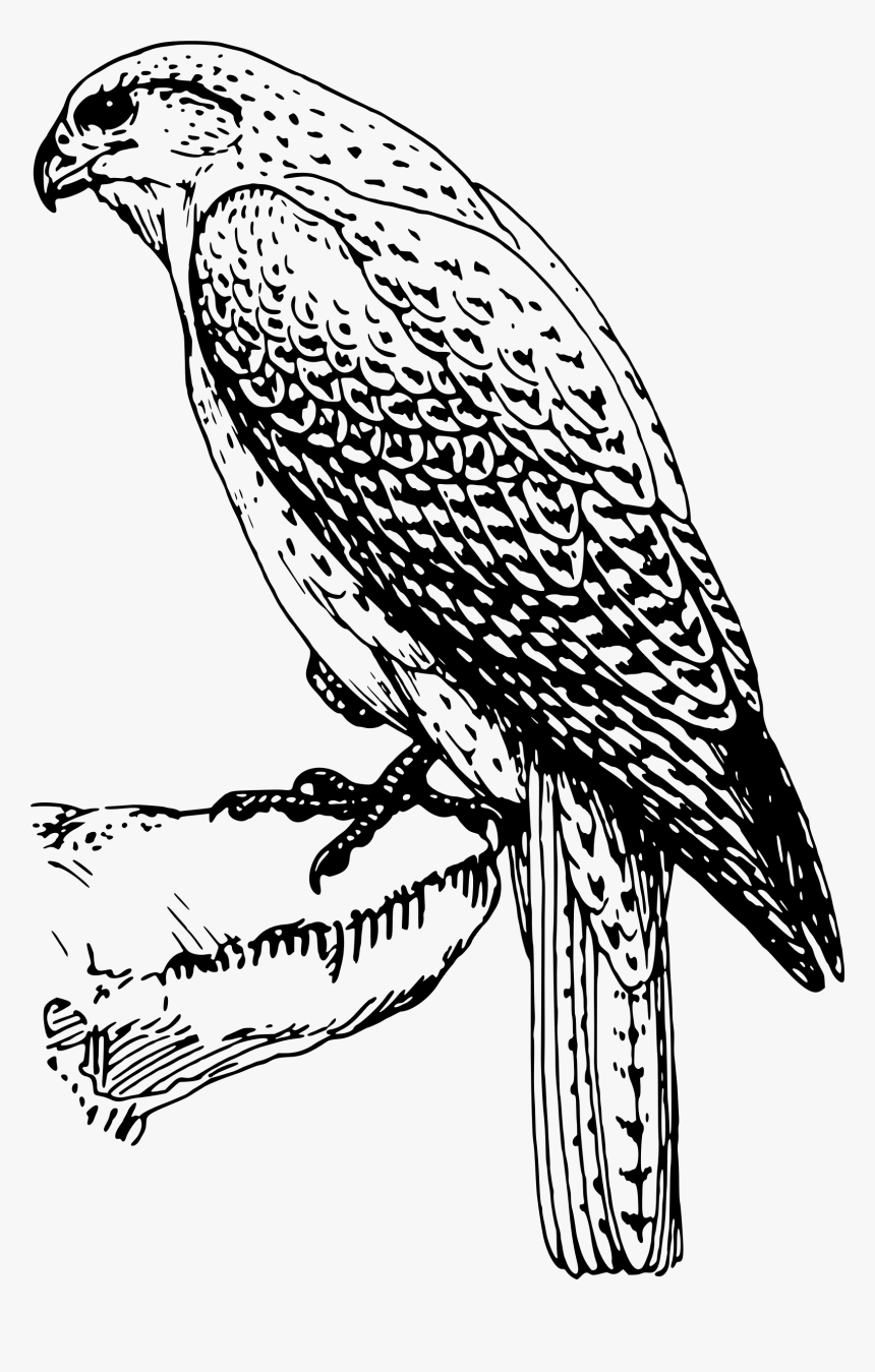 Transparent Falcon Clipart - Bird Of Prey Line Drawing, HD Png Download, Free Download