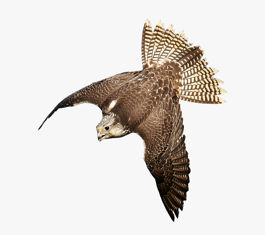 Download Free Falcon Birds Png Transparent Images Transparent - Bird Of Prey Transparent, Png Download, Free Download