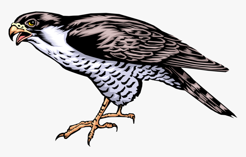 Vector Illustration Of Bird Of Prey Falcon Standing - Cartoon Picture Of A Falcon, HD Png Download, Free Download