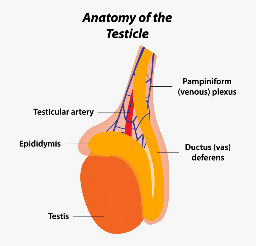 Thumb Image - Check Your Testicles, HD Png Download, Free Download