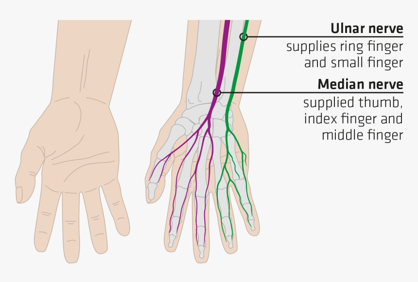 Sqlab Haende Mit Nerven Us - Ring Finger Nerve Supply, HD Png Download, Free Download