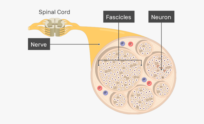 An Image Showing The Nerve Basic Anatomical Structures - Inside A Nerve, HD Png Download, Free Download