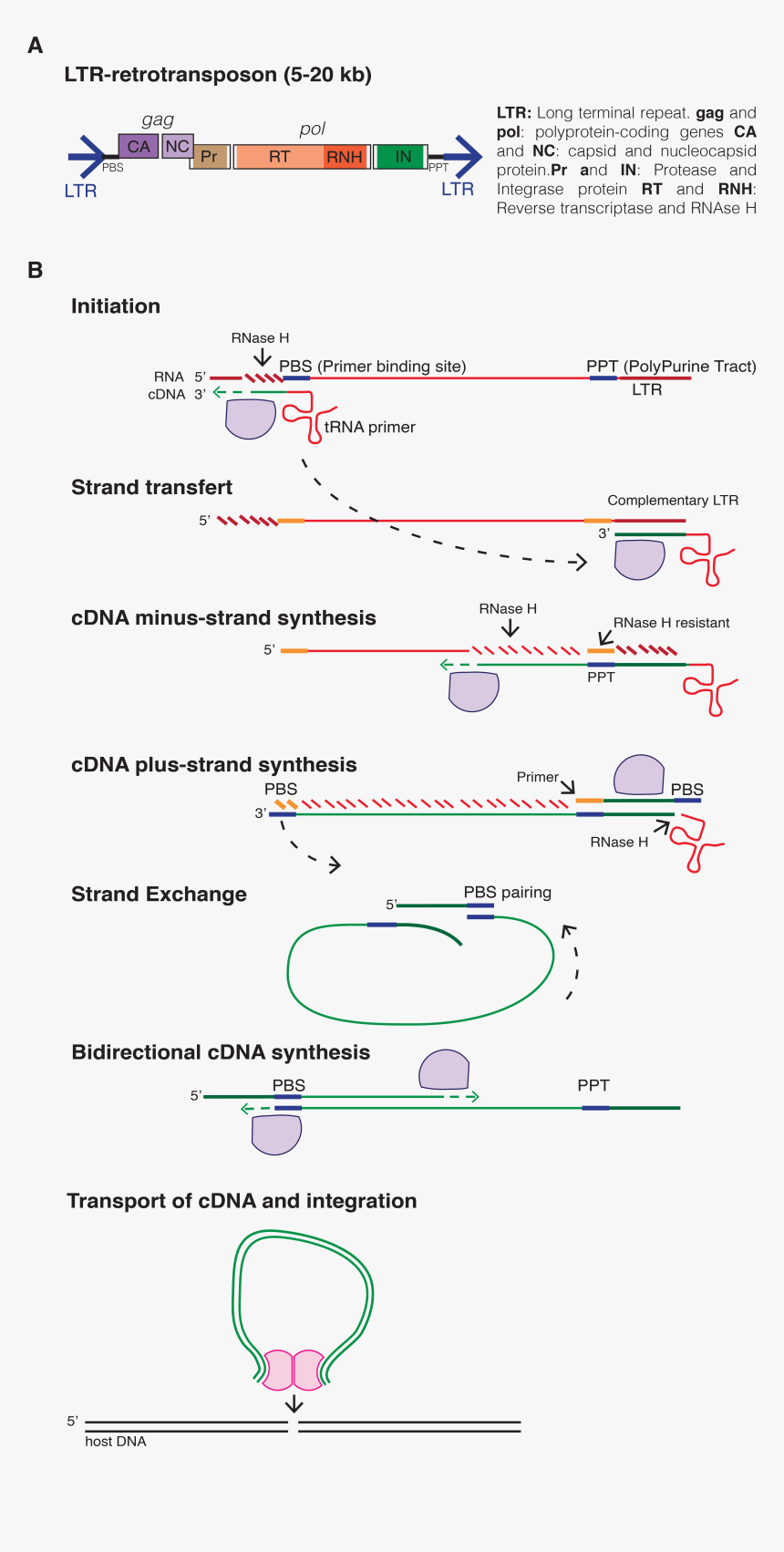 Ltr Retrotransposons, HD Png Download, Free Download