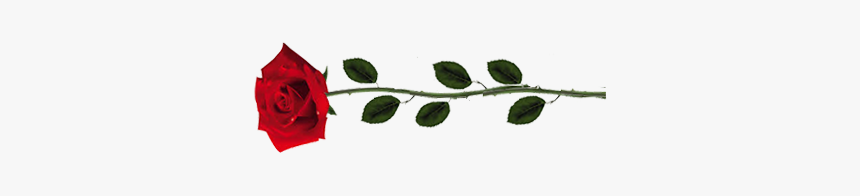 Rose, HD Png Download, Free Download