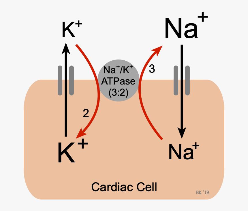 Sodium-potassium Atpase Pump - Na K Pump, HD Png Download, Free Download