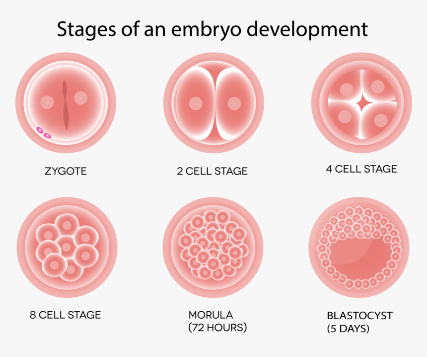 Stages Of Embryo , Png Download - Fertilized Egg To Embryo, Transparent Png, Free Download