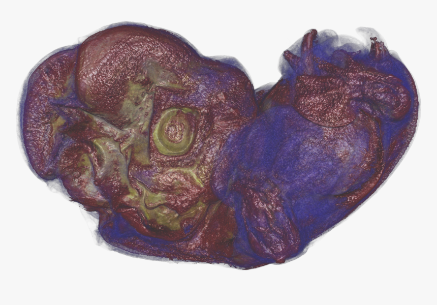 Bat-embryo , Png Download - Embroidery, Transparent Png, Free Download