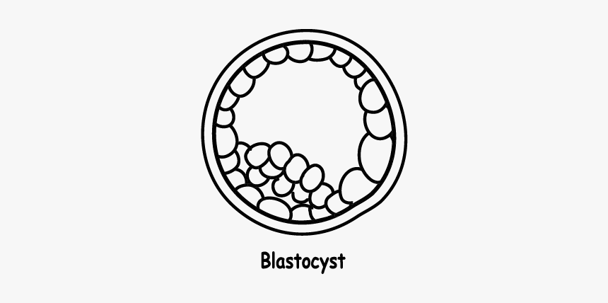 Blastocyst Black And White, HD Png Download, Free Download