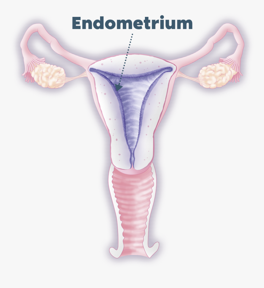 Endometrium, HD Png Download, Free Download