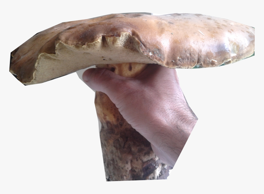 Russula Integra, HD Png Download, Free Download