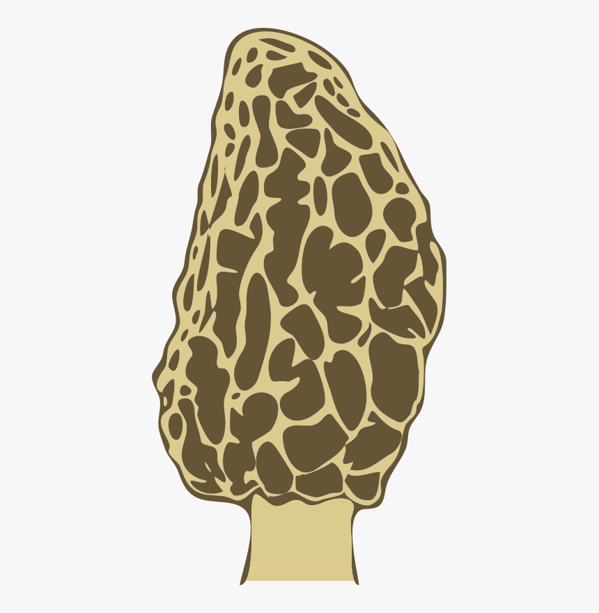 Morel Mushroom - Morel Mushrooms Clip Art, HD Png Download, Free Download