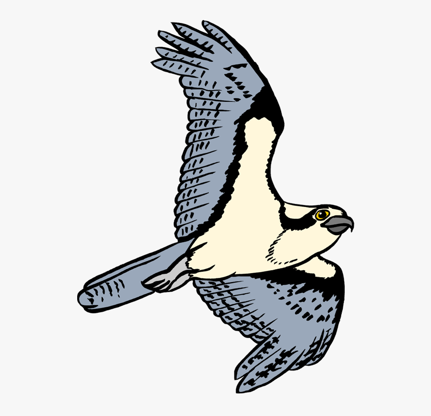 Birds Clipart Osprey - Osprey Clipart, HD Png Download, Free Download