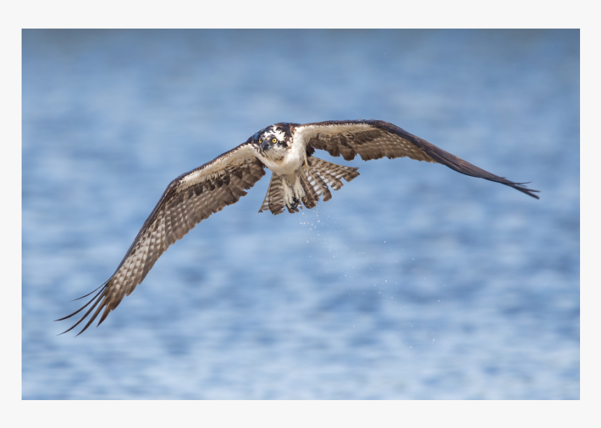 Falconiformes, HD Png Download, Free Download