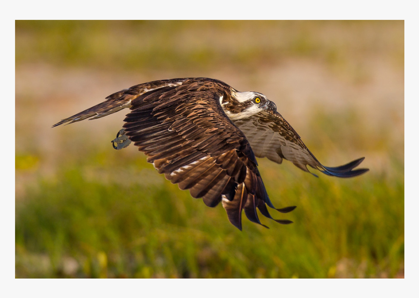 Osprey, HD Png Download, Free Download