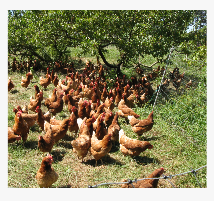 Snipes Farm "class="producer Profile Image Mobileimage - Rooster, HD Png Download, Free Download