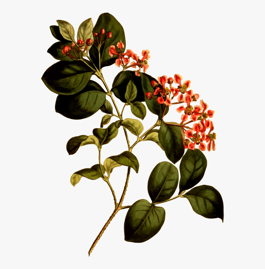 Smooth-leaved Barbadoes Cherry - Barbados Cherry, HD Png Download, Free Download