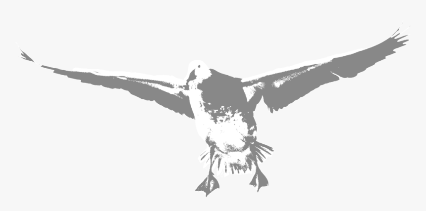 Transparent Goose Png - Bald Eagle, Png Download, Free Download
