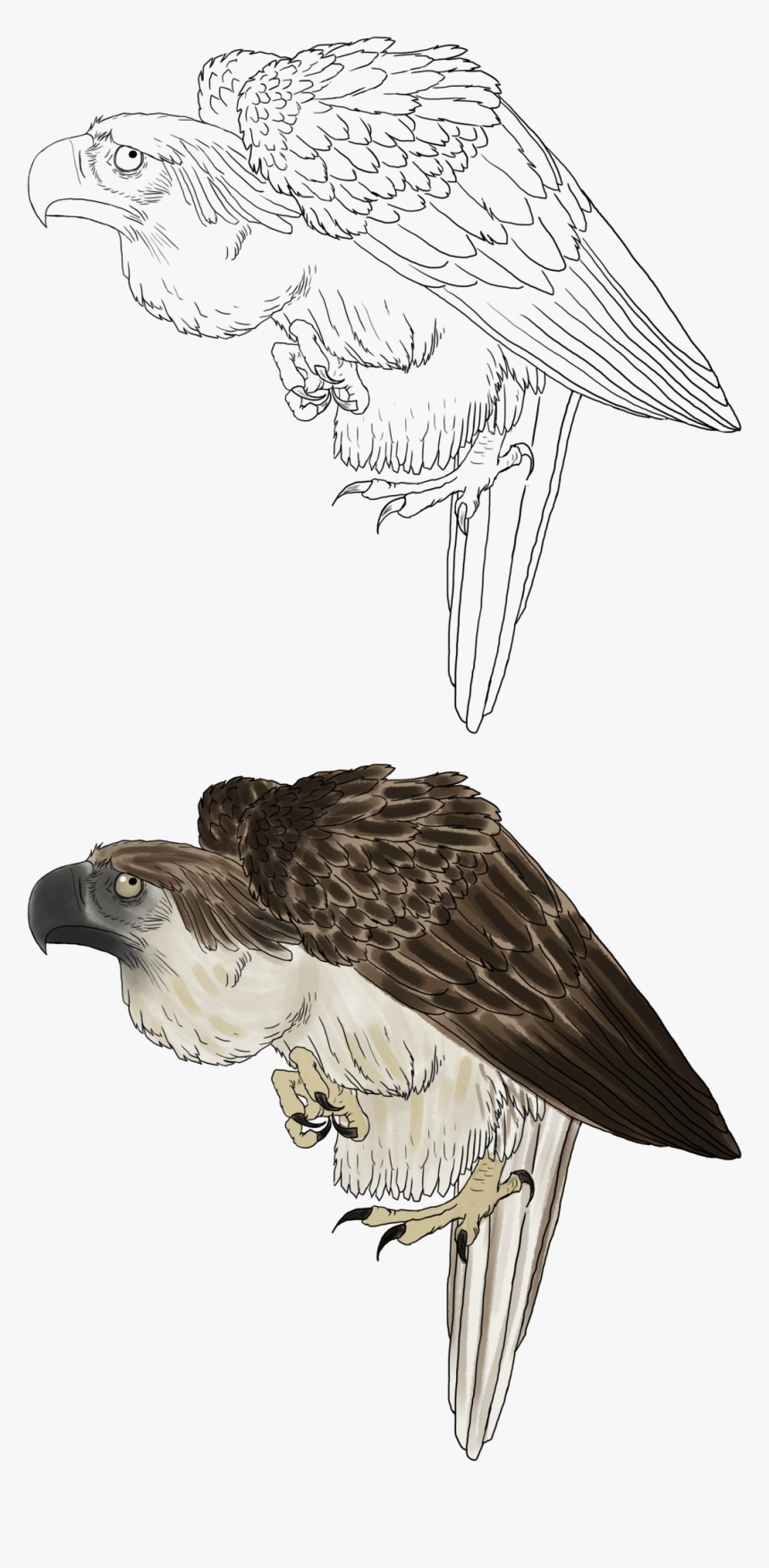 Phillipine Eagle Clipart Png - Drawing Philippine Eagle, Transparent Png, Free Download