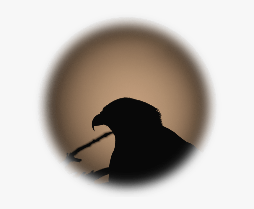 Raven, HD Png Download, Free Download
