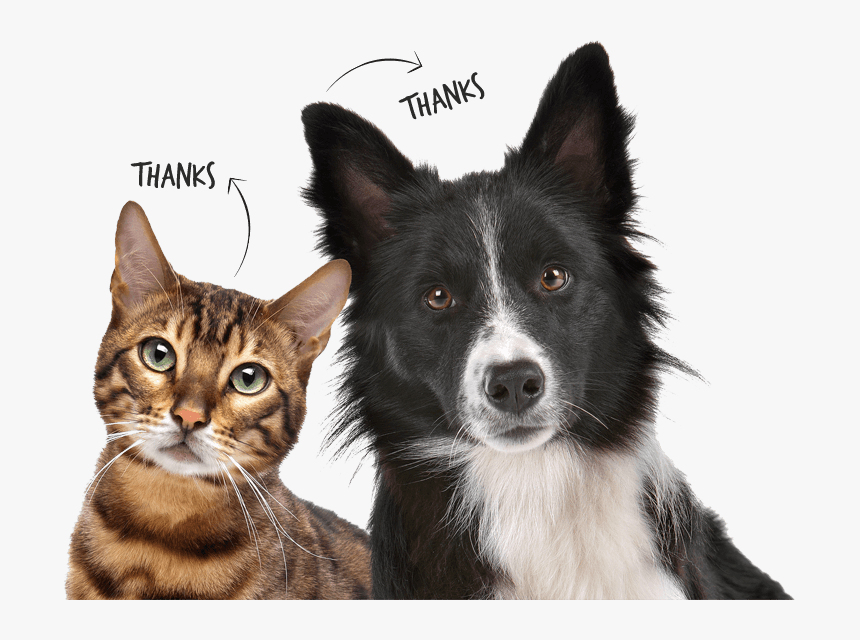 Thanks Mom Dad Img2 - Fathers Day Dog Cat, HD Png Download, Free Download
