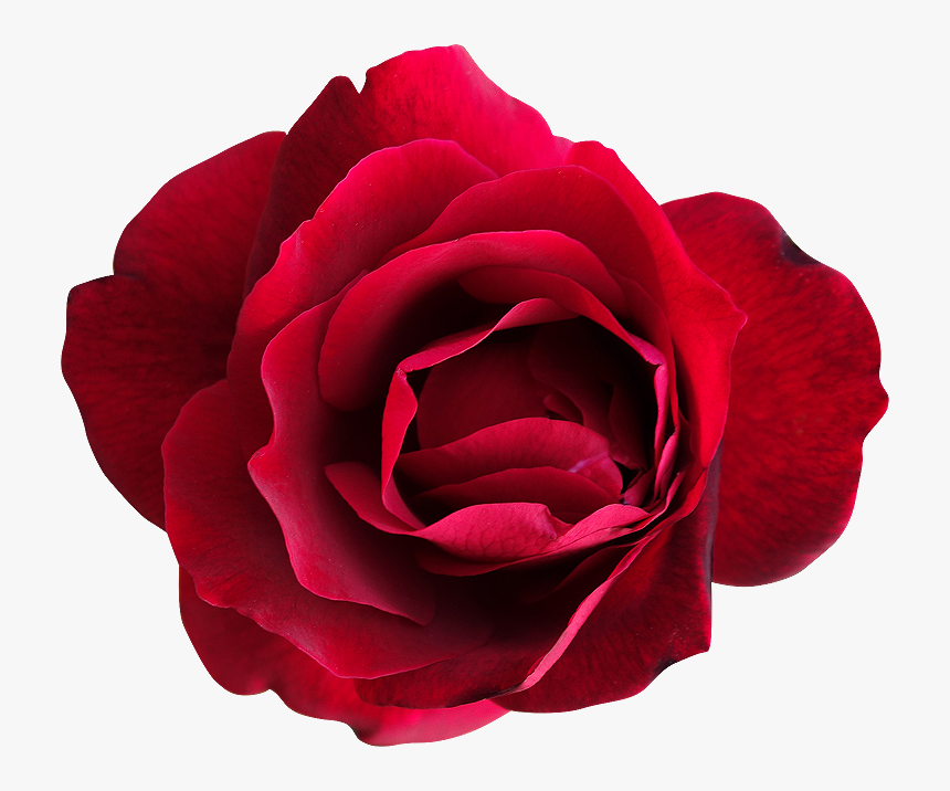 Thumb Image - Hybrid Tea Rose, HD Png Download, Free Download