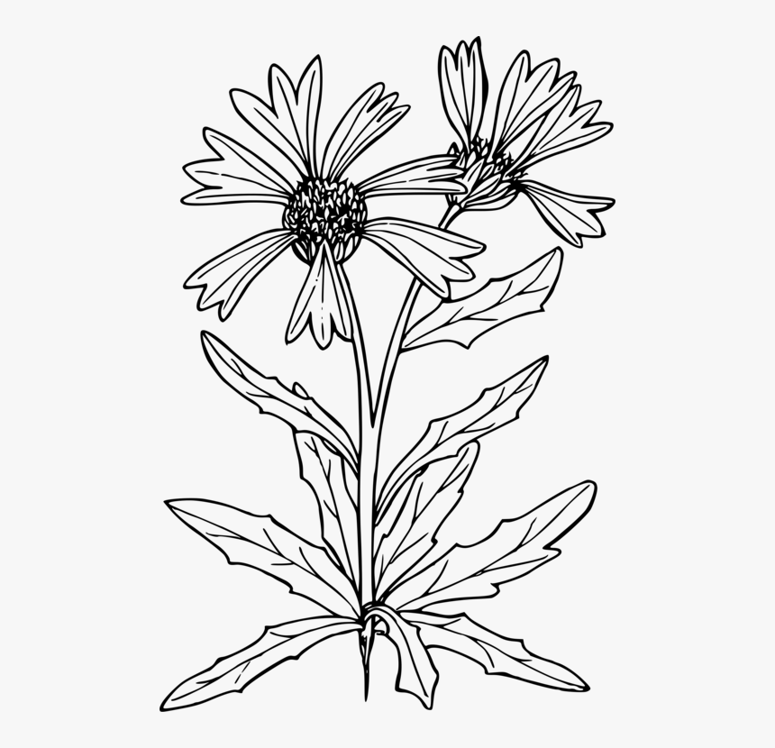 Symmetry,monochrome Photography,petal - Line Art, HD Png Download, Free Download