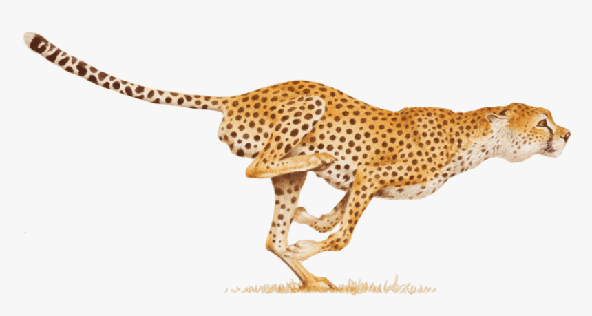 Cheetah Png - Cheetah Png Clipart, Transparent Png, Free Download