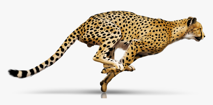 Leopard Clipart, HD Png Download, Free Download