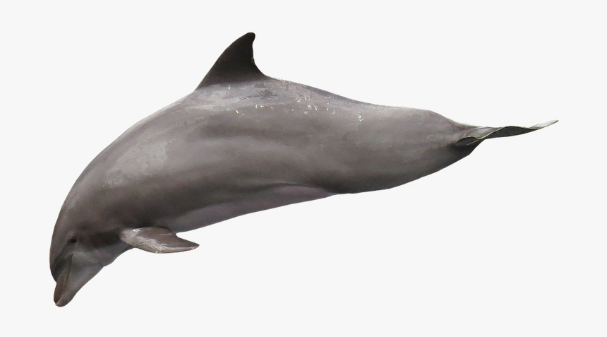 Delphin Png, Transparent Png, Free Download