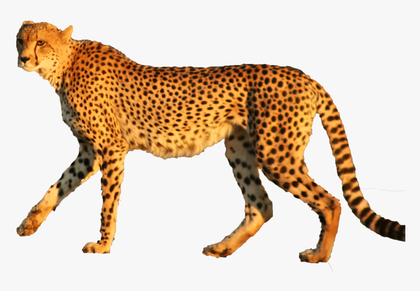 Cheetah Leopard Jaguar Animal Cat - Cheetah Png Transparent, Png Download, Free Download