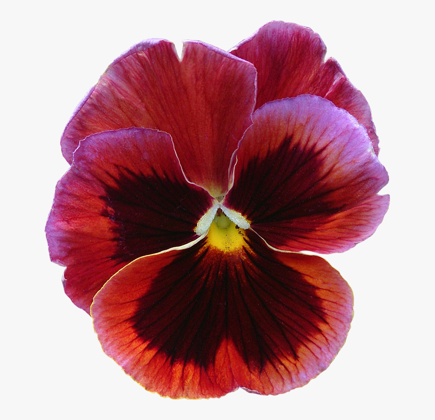 Pansy Transparent Back Ground, HD Png Download, Free Download