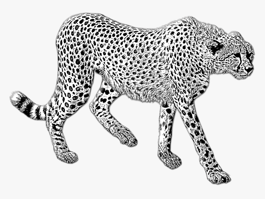 Cheetah Cheetah Walking Wild Cat Free Photo - Gepard Kreslený, HD Png Download, Free Download