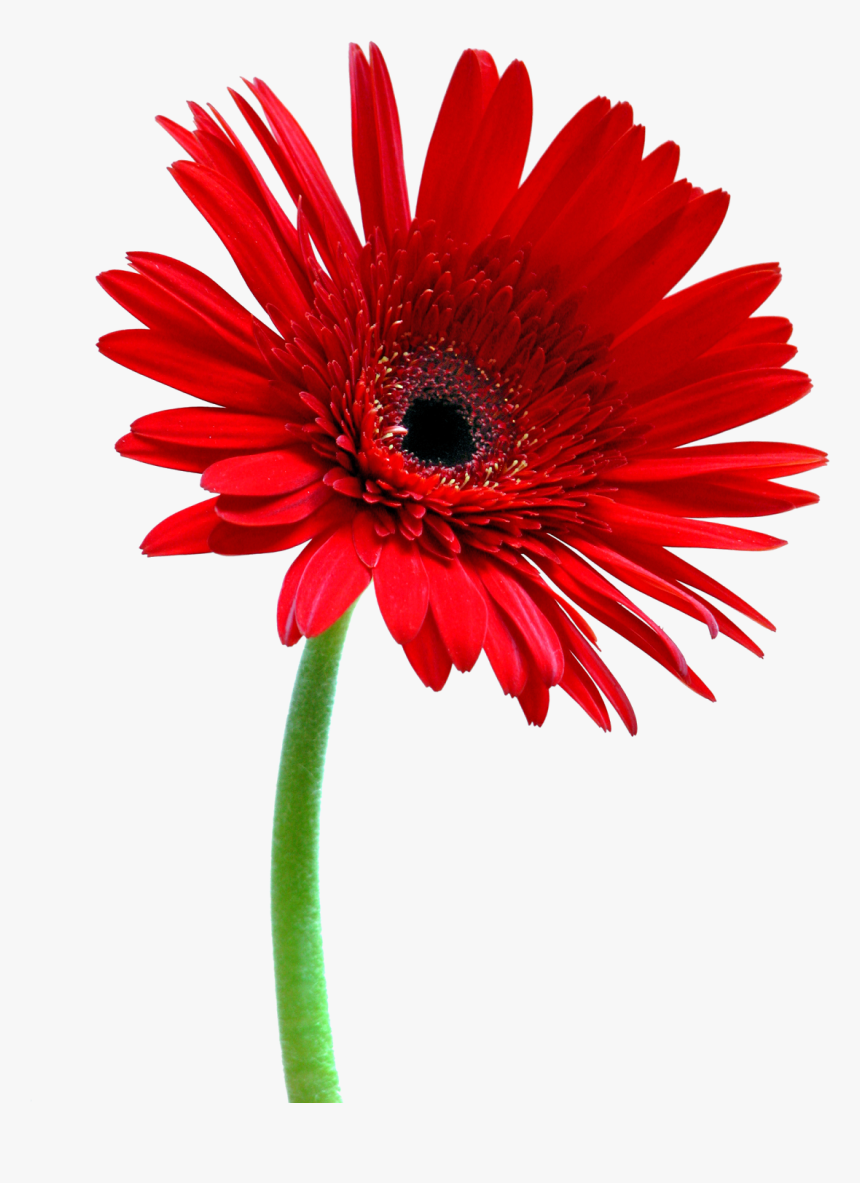 A La Rentrée J"irai Arracher Une Fleur De Faidherbe - Marla De Queiroz Bom Dia, HD Png Download, Free Download