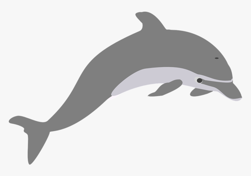 Delfín, Salto, Gris, Elegante - Transparent Dolphin Clip Art, HD Png Download, Free Download