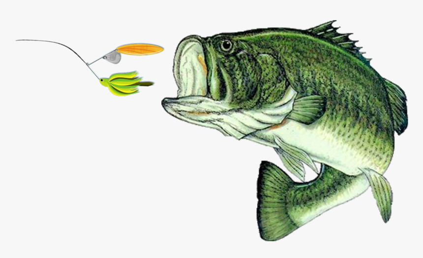 Transparent Largemouth Bass Clipart - Largemouth Bass Florida State Fish, HD Png Download, Free Download