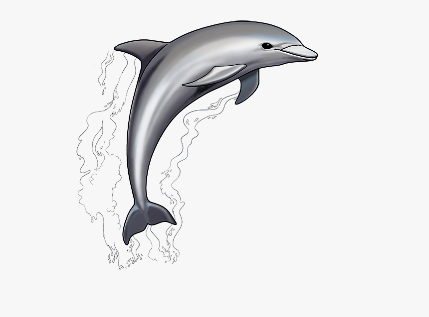 Common Bottlenose Dolphin, HD Png Download, Free Download