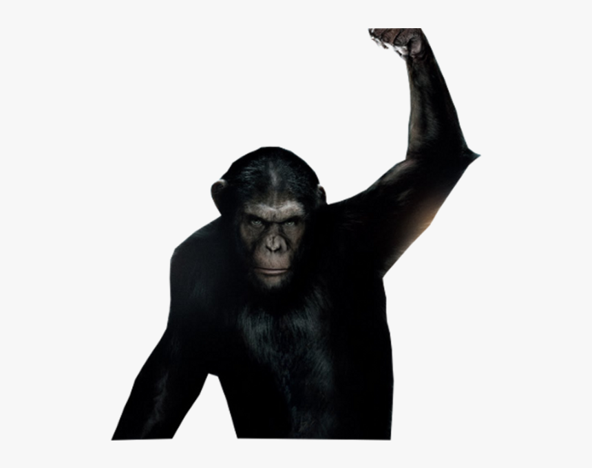 Planet Of The Apes, HD Png Download, Free Download