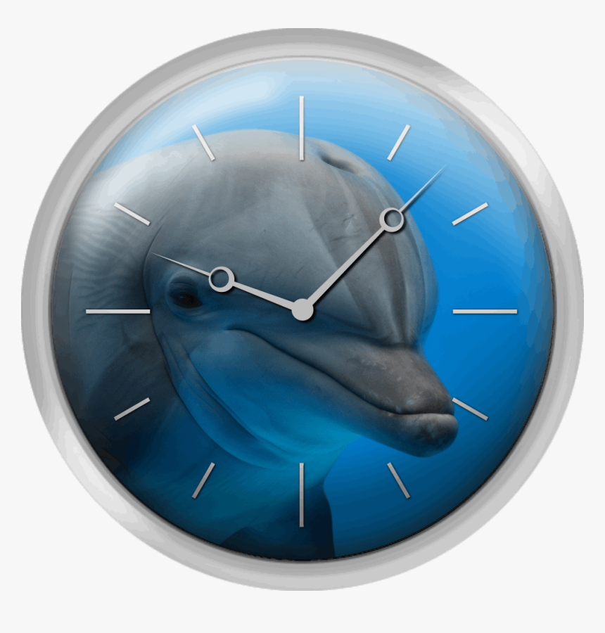 Primer Plano Delfin - Wall Clock, HD Png Download, Free Download