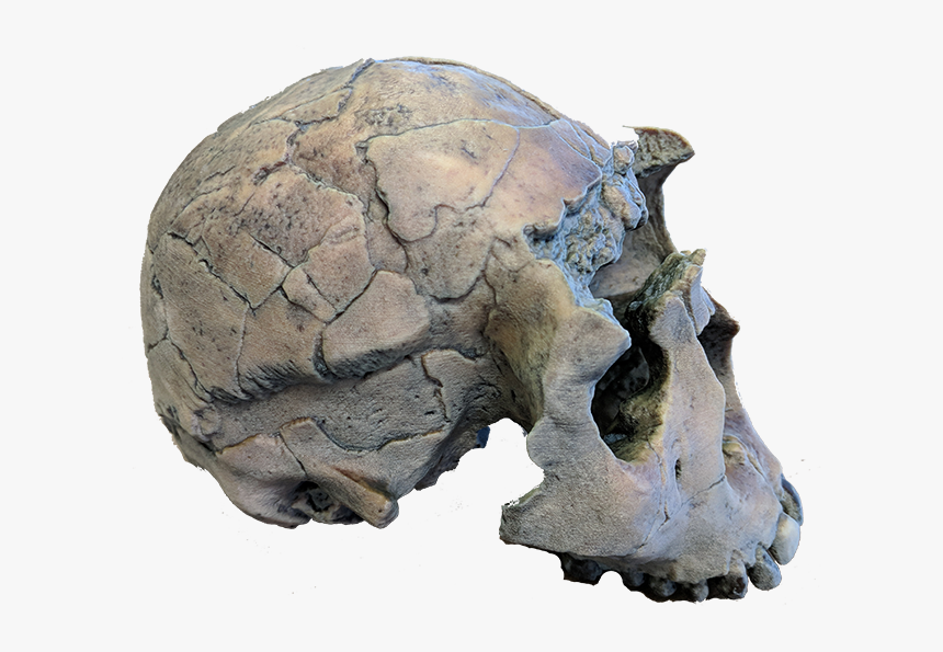 Transparent Animal Skull Png - Igneous Rock, Png Download, Free Download
