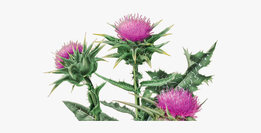 Thumb Image - Alvita Milk Thistle Tea, HD Png Download, Free Download