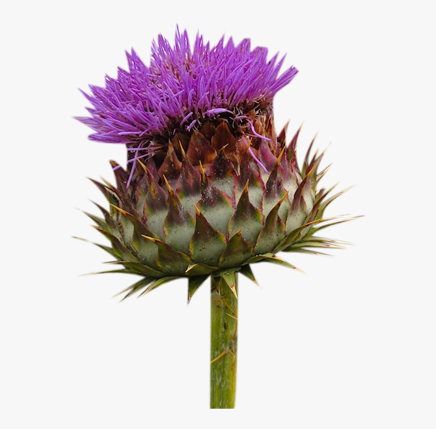 Clip Art Milk Flowers Picture Material - Thistle Png, Transparent Png, Free Download