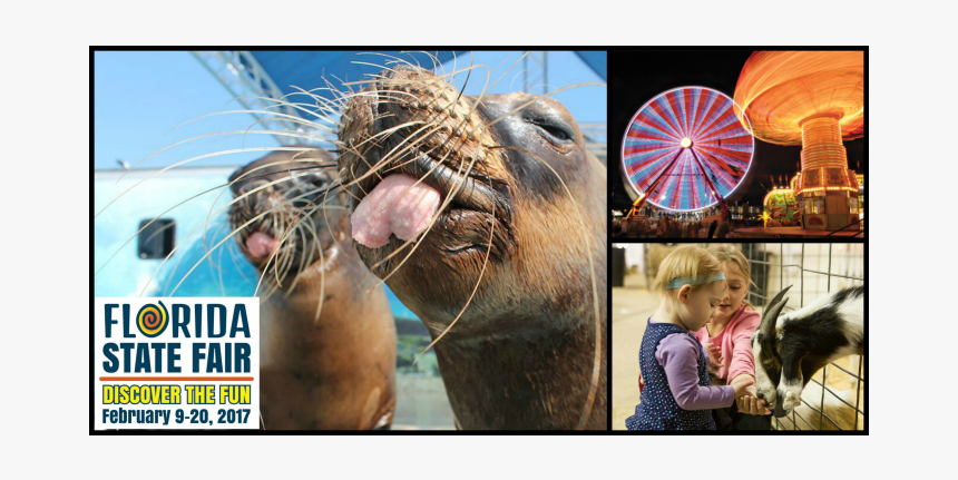 California Sea Lion, HD Png Download, Free Download