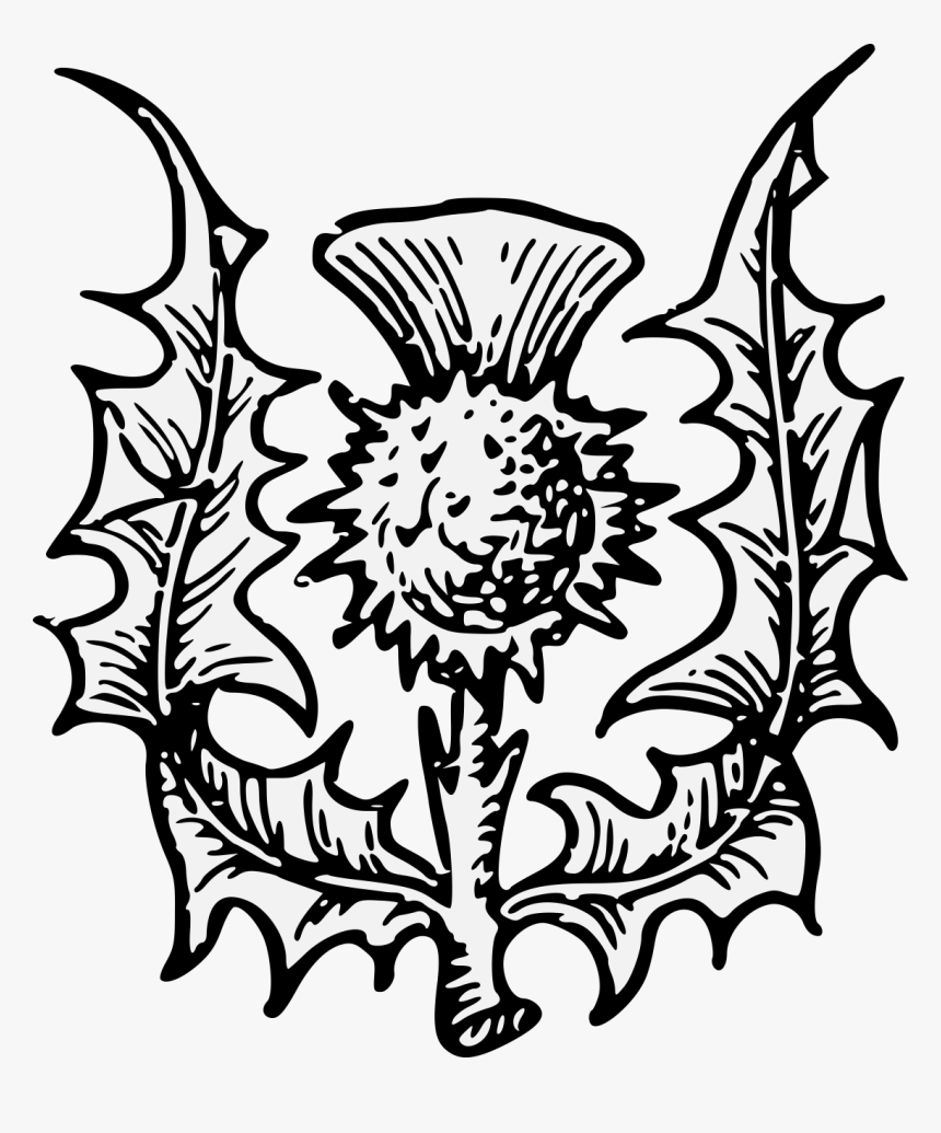 Heraldic Thistle Clipart , Png Download - Clip Art Scottish Thistle, Transparent Png, Free Download